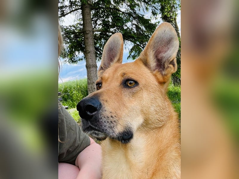 sanfter Rico in 88326 Zollenreute (Aulendorf) sucht sein Zuhause