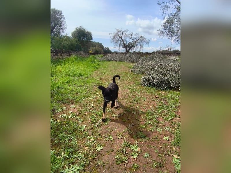 süßer Knut sucht sein Zuhause für immer