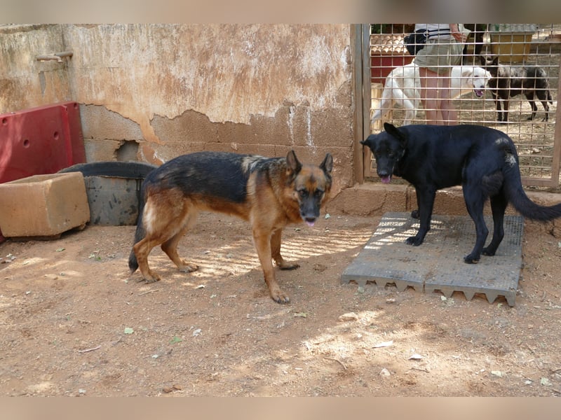 freundliche Zoe sucht ihr Zuhause für immer
