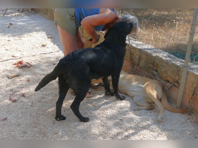lieber Misha wünscht sich sein Zuhause