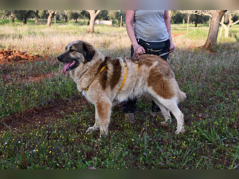 süßer Mack sucht sein Zuhause