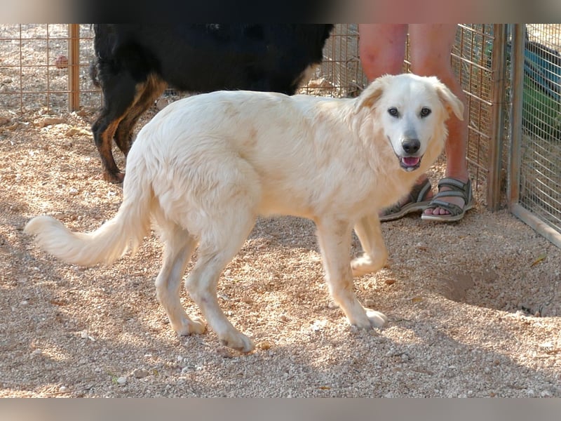 liebe Minka sucht noch ihr Zuhause