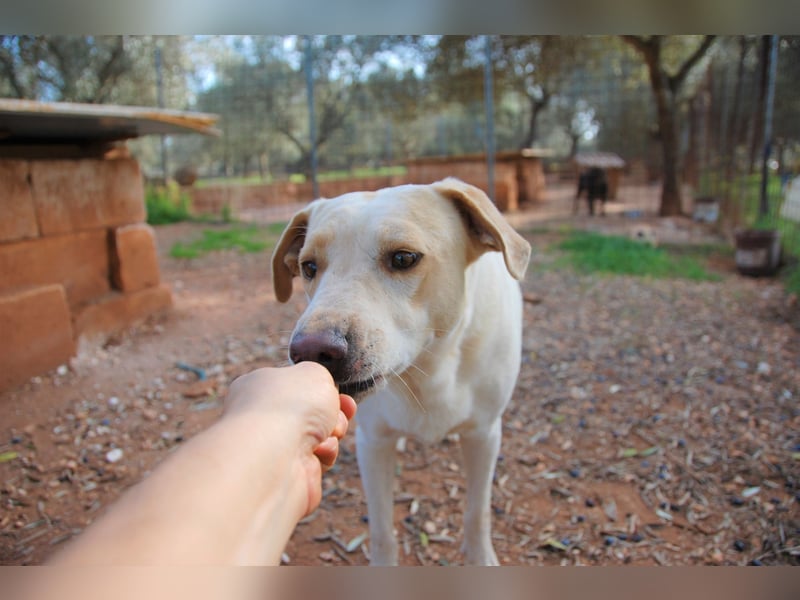 ruhiger Orio wünscht sich sein Zuhause für immer