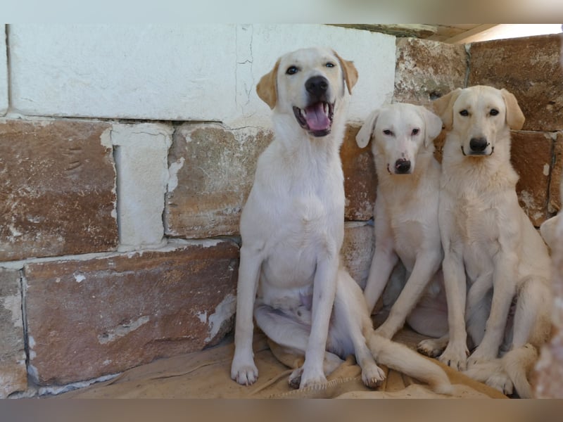 liebe Lilly wünscht sich ihr Zuhause für immer