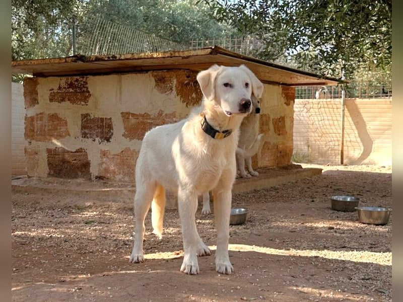 liebe Lilly wünscht sich ihr Zuhause für immer