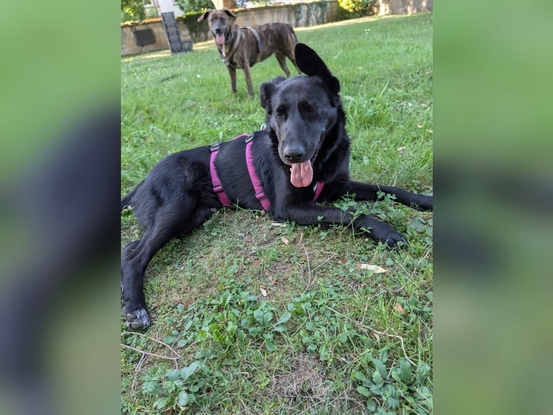 süße Zoe auf Pflegestelle in 72124 Pliezhausen sucht ihr Zuhause für immer