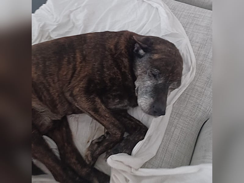 Papy auf Pflegestelle in 88250 Weingarten sucht endlich sein Zuhause