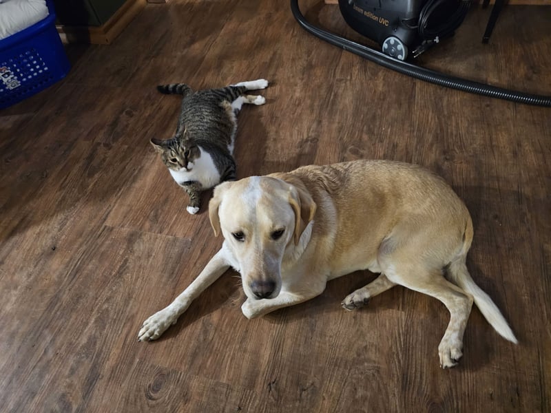 Nacho auf Pflegestelle in in 88273 Fronreute sucht sein Zuhause