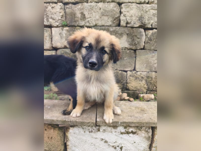 süßer Kalle sucht sein Zuhause