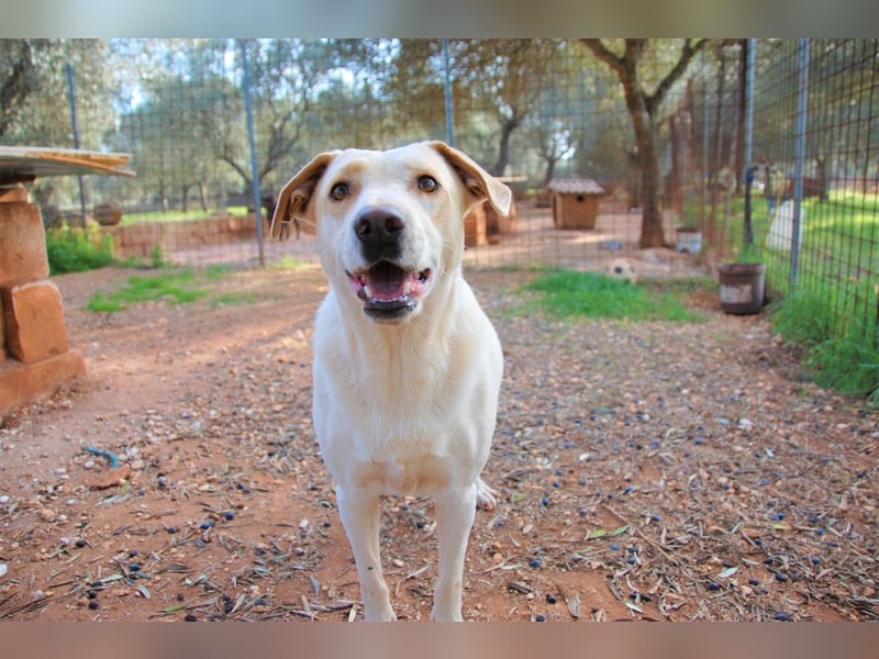ruhiger Orio wünscht sich sein Zuhause für immer