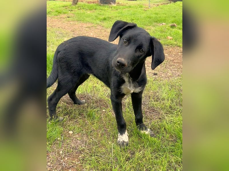 süßer Benno wünscht sich Zuhause süßer Benno wünscht sich Zuhause