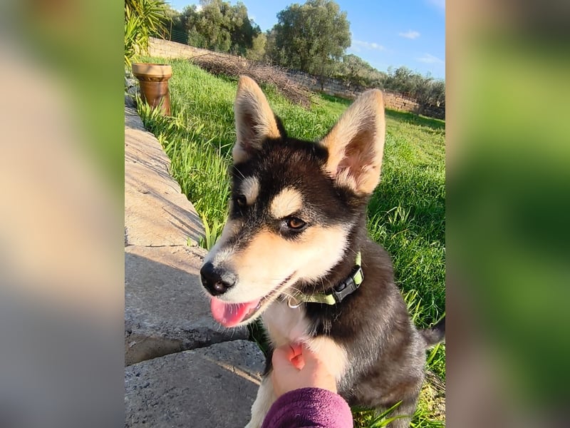 süßer Rocky sucht sein Zuhause für immer