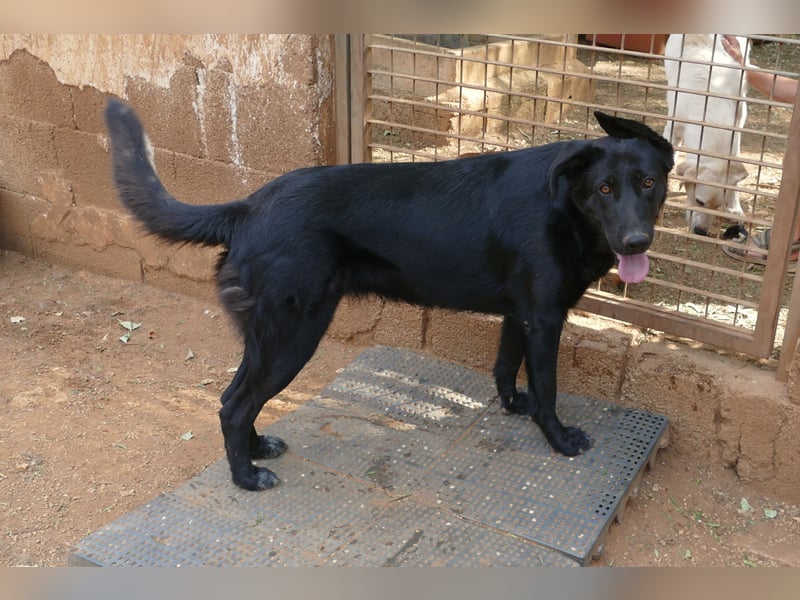 freundliche Zoe sucht ihr Zuhause für immer