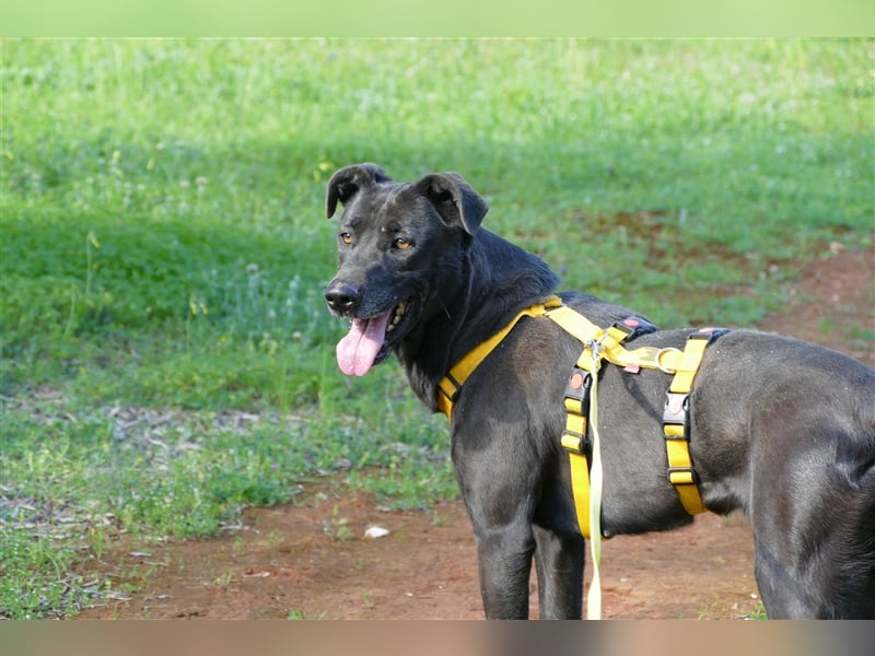 Susy sucht ein Zuhause