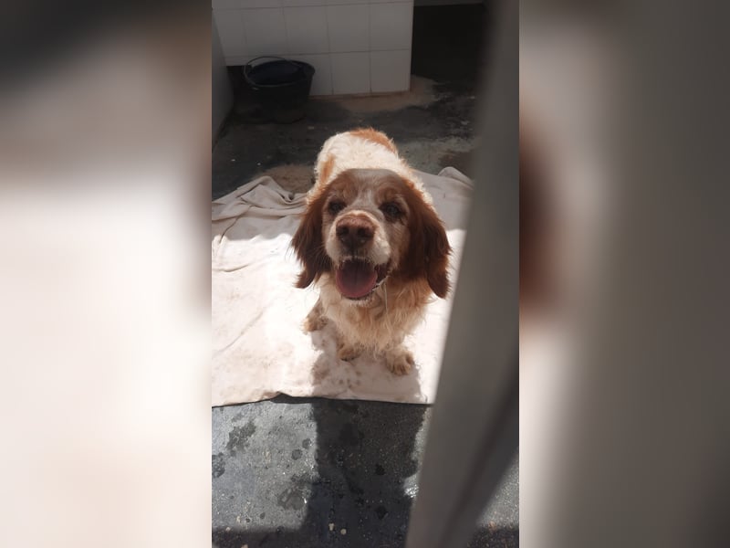 lieber Cocker sucht sein Zuhause für immer