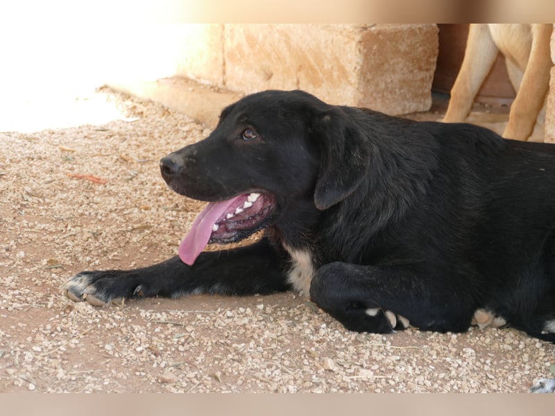 lieber Misha wünscht sich sein Zuhause