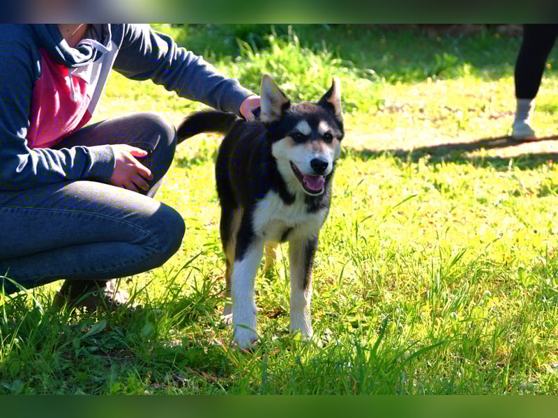 süßer Rocky sucht sein Zuhause für immer