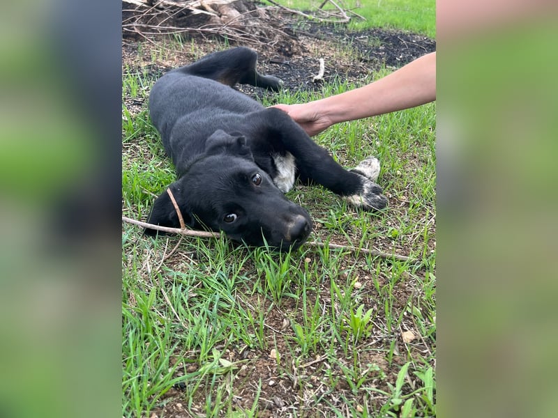 süßer Benno wünscht sich Zuhause süßer Benno wünscht sich Zuhause