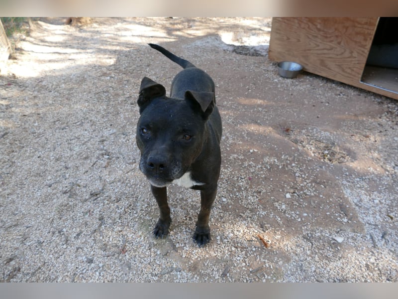 liebe Malu sucht ein liebevolles Zuhause in der Schweiz