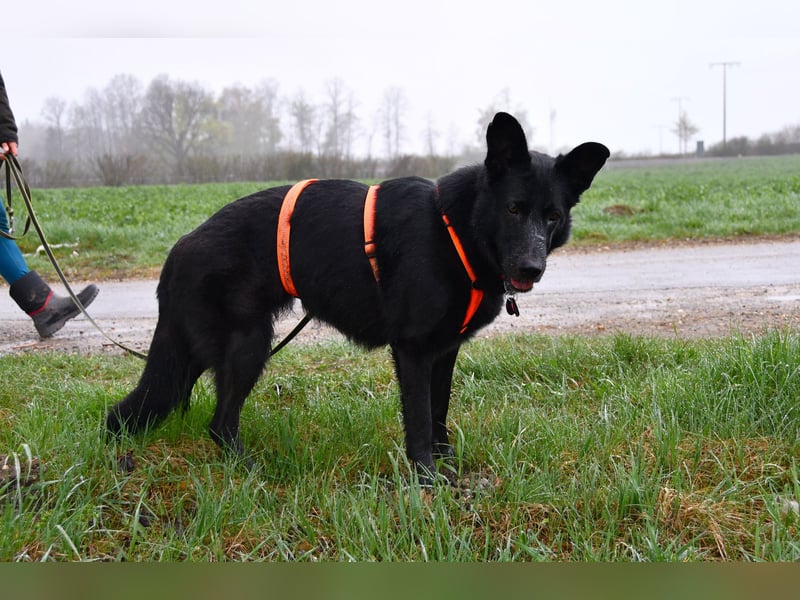 Barby auf Pflegestelle in 72488 Sigmaringen sucht ihr Zuhause