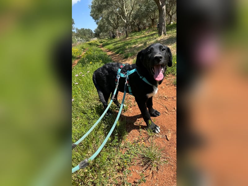 lieber Misha wünscht sich sein Zuhause