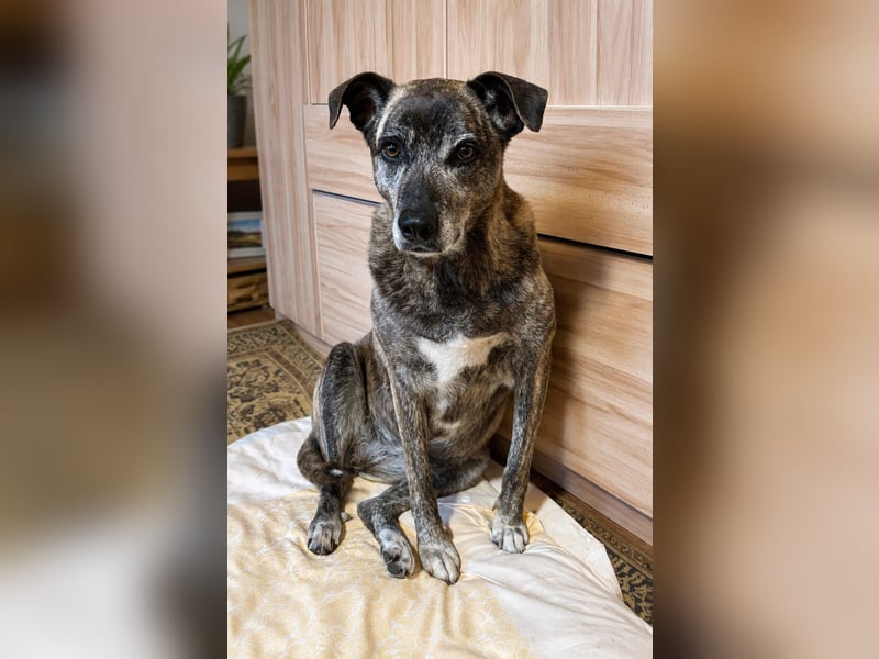 Maya wartet in 88410 Bad Wurzach auf Pflegestelle auf ihr Zuhause