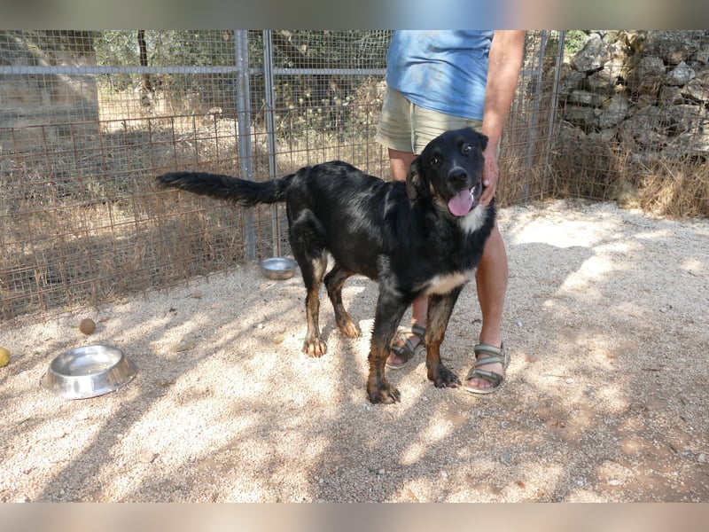 süßer Macho sucht sein kuscheliges Zuhause