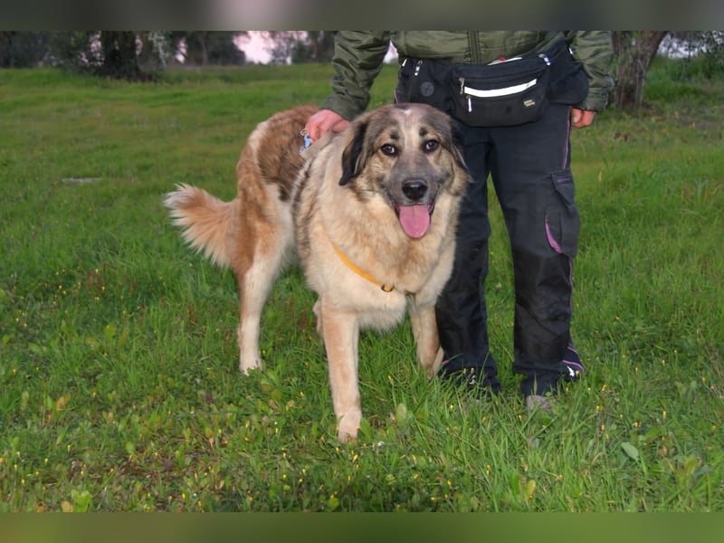 süßer Mack sucht sein Zuhause