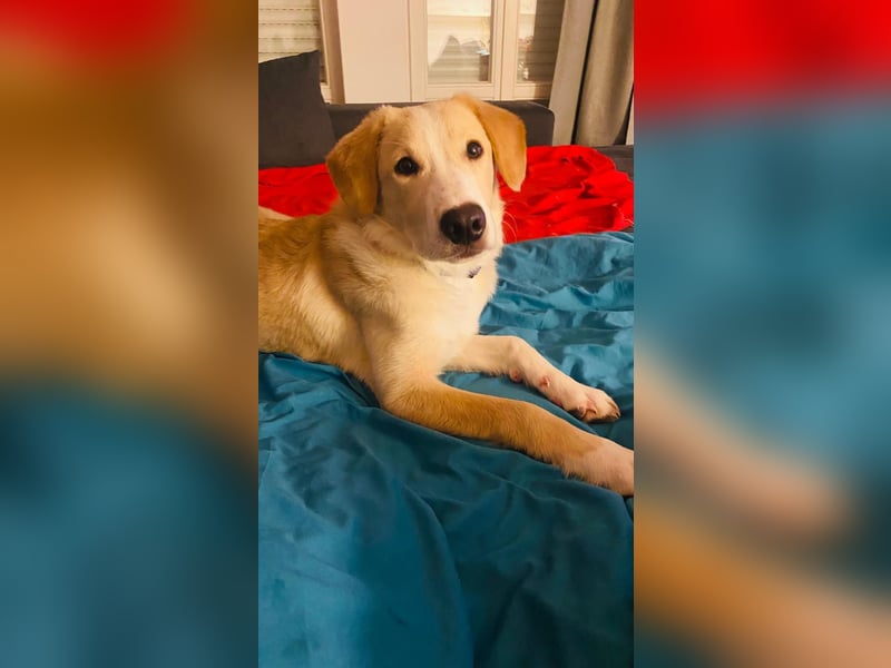 Luke auf Pflegestelle in München such sein kuscheliges Zuhause