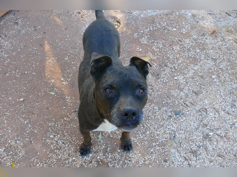 liebe Malu sucht ein liebevolles Zuhause in der Schweiz