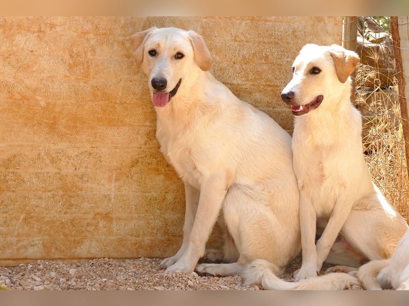 lieber Luke sucht nach seinem Zuhause