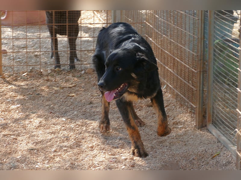 süßer Macho sucht sein kuscheliges Zuhause