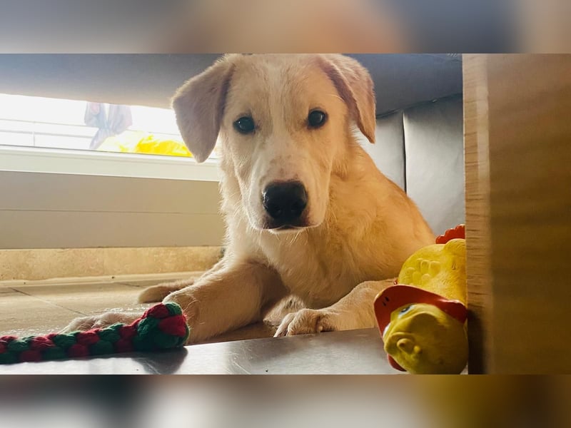 Luke auf Pflegestelle in München such sein kuscheliges Zuhause