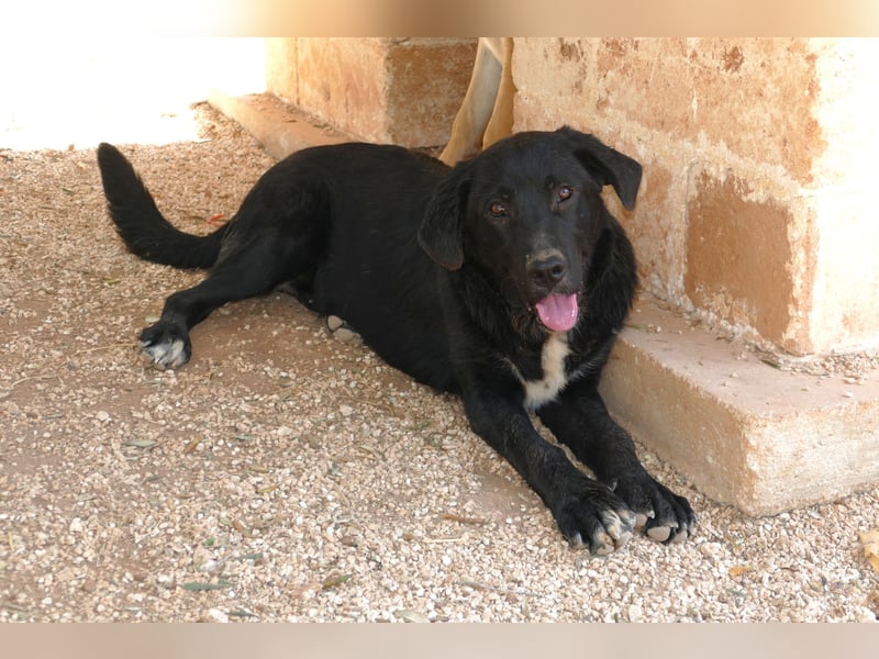 lieber Misha wünscht sich sein Zuhause