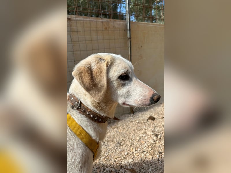 Linda sucht ihr Zuhause für immer