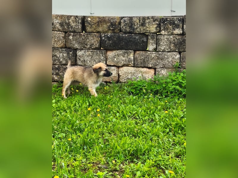 süßer Kalle sucht sein Zuhause