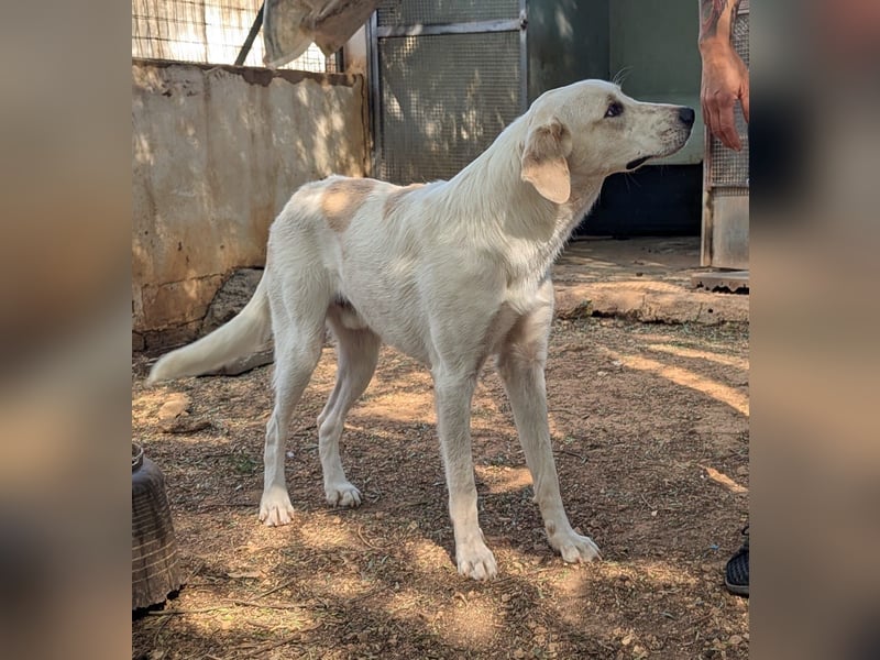 liebster Mister sucht sein Zuhause für immer