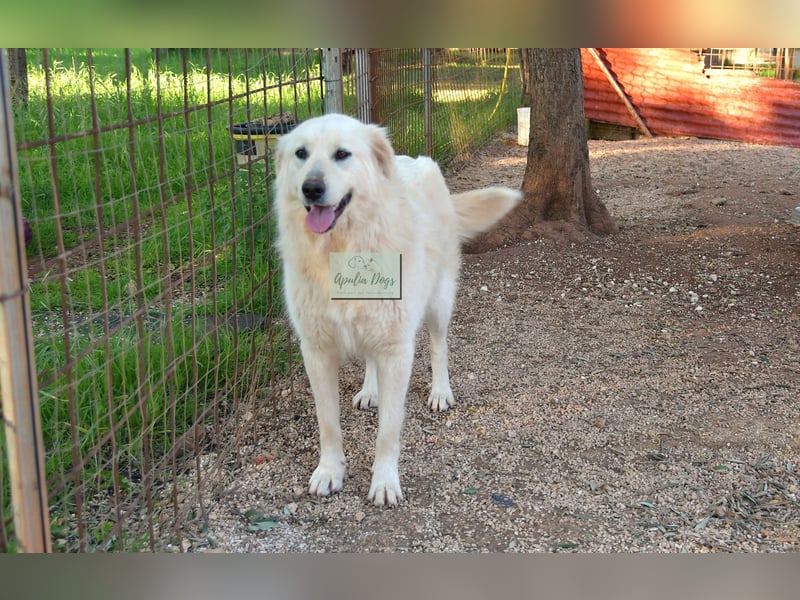 liebe Minka sucht noch ihr Zuhause