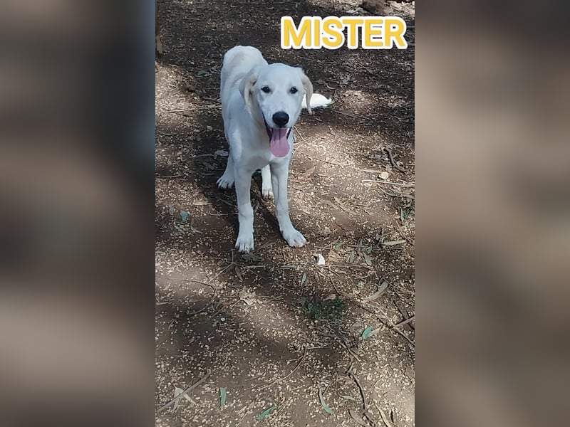 liebster Mister sucht sein Zuhause für immer