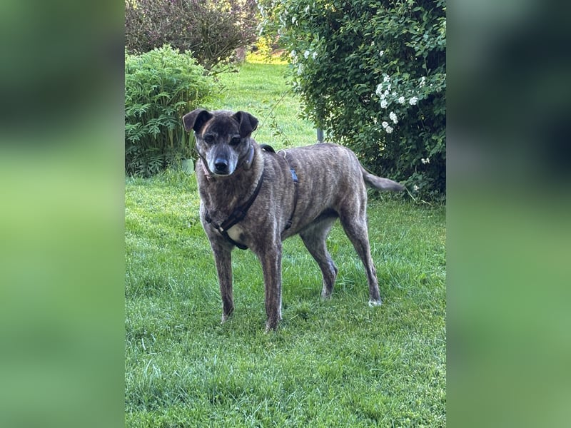 Maya wartet in 88410 Bad Wurzach auf Pflegestelle auf ihr Zuhause