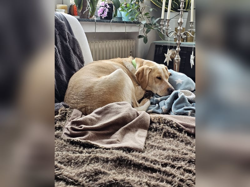 Nacho auf Pflegestelle in in 88273 Fronreute sucht sein Zuhause