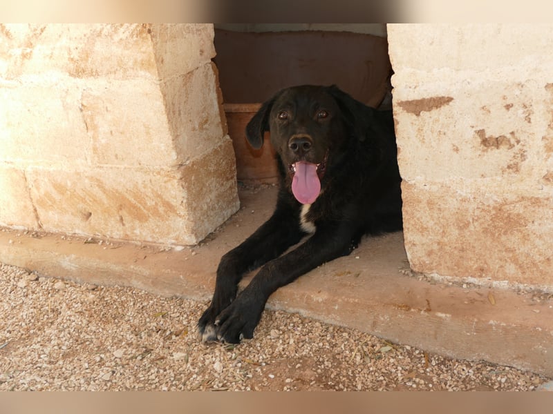 lieber Misha wünscht sich sein Zuhause