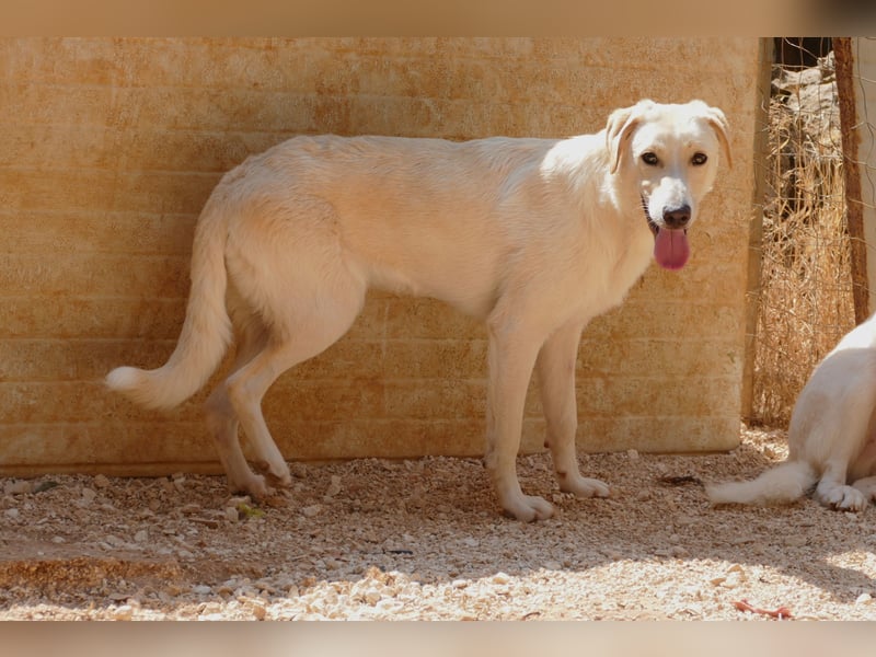 lieber Luke sucht nach seinem Zuhause