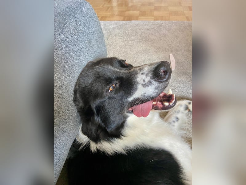 DRINGEND:  Willow in 86899 Landsberg sucht sein Zuhause