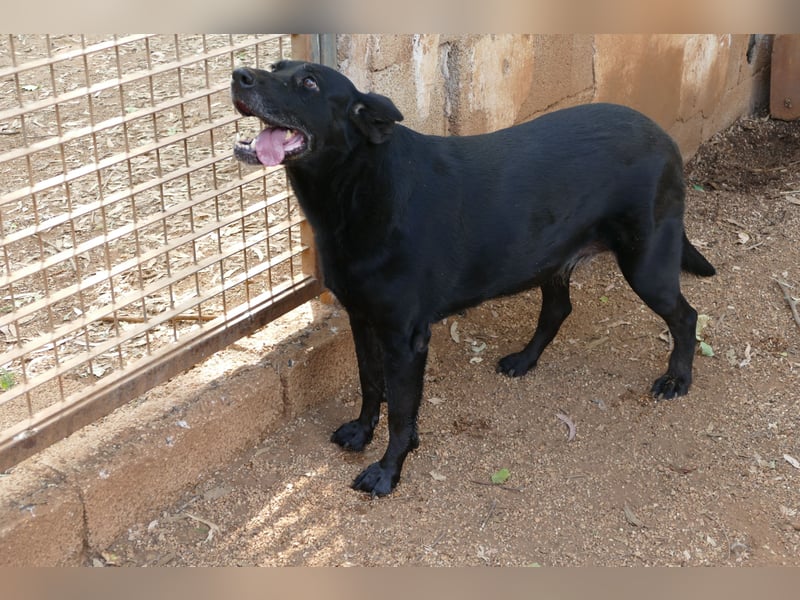 ruhige und liebe Pepa sucht ihr Zuhause zum Ankommen