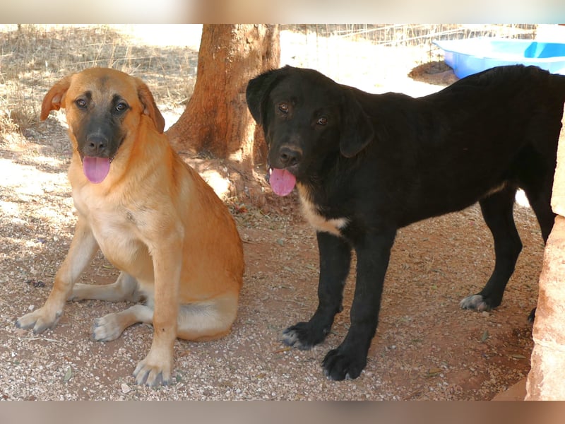 lieber Misha wünscht sich sein Zuhause