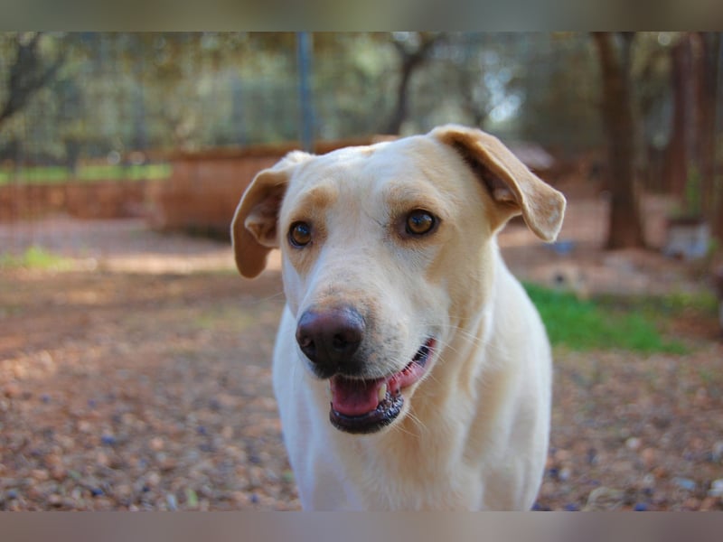 ruhiger Orio wünscht sich sein Zuhause für immer