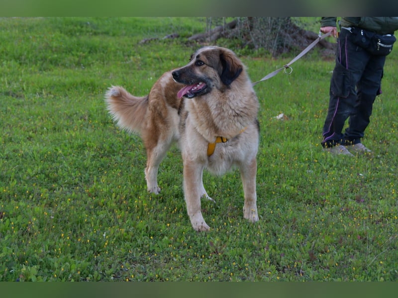 süßer Mack sucht sein Zuhause