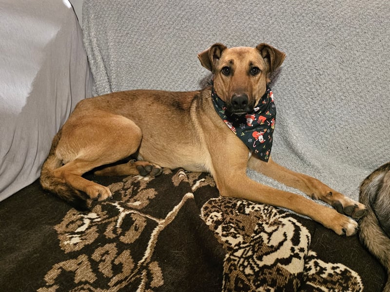 Brad auf Pflegestelle in 88273 Fronreute sucht sein Zuhause