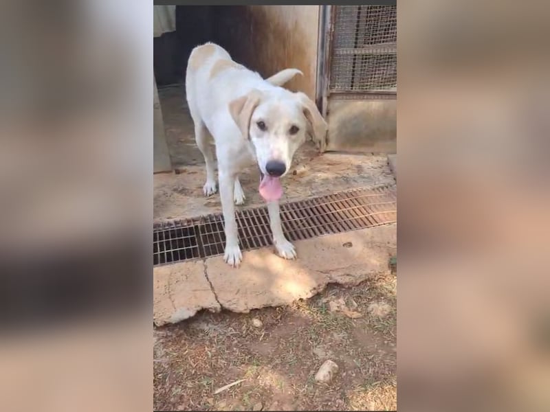 liebster Mister sucht sein Zuhause für immer